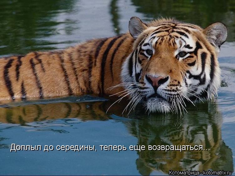 Доплыл до середины, теперь еще возвращаться...... Котоматрица: Доплыл до середины, теперь еще возвращаться...