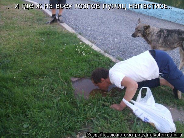 ... и где ж на всех козлов лужиц напастись..... Котоматрица: ... и где ж на всех козлов лужиц напастись..