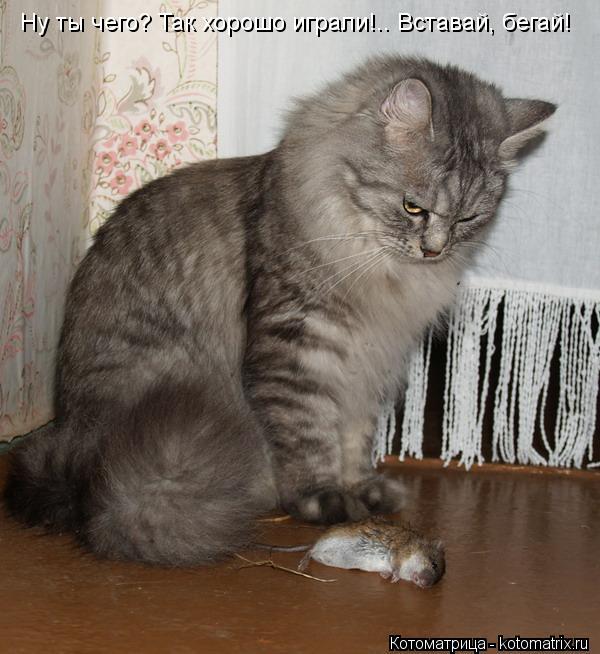 Ну ты чего? Так хорошо играли!.. Вставай, бегай!... Котоматрица: Ну ты чего? Так хорошо играли!.. Вставай, бегай!