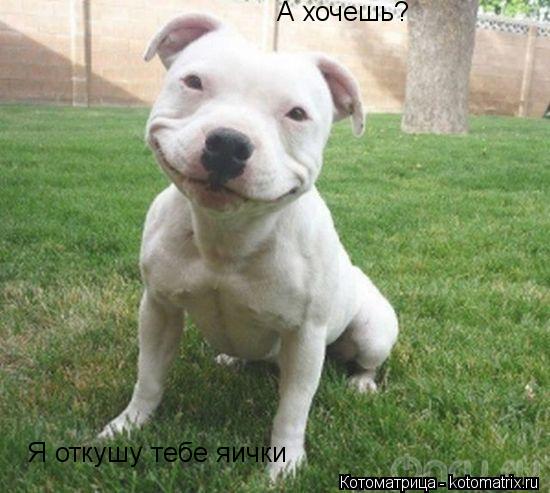 А хочешь? Я откушу тебе яички... Котоматрица: А хочешь? Я откушу тебе яички