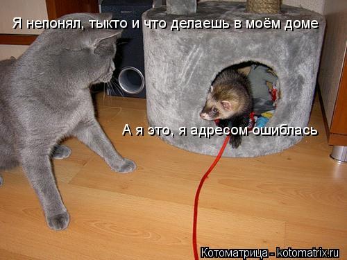 Я непонял, тыкто и что делаешь в моём доме А я это, я адресом ошиблась... Котоматрица: Я непонял, тыкто и что делаешь в моём доме А я это, я адресом ошиблась