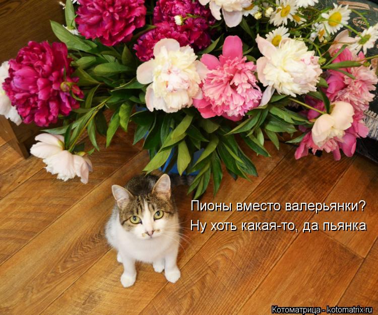Пионы вместо валерьянки? Ну хоть какая-то, да пьянка... Котоматрица: Пионы вместо валерьянки? Ну хоть какая-то, да пьянка