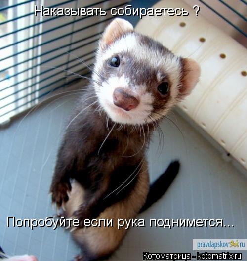 Наказывать собираетесь ? Попробуйте если рука поднимется...... Котоматрица: Наказывать собираетесь ? Попробуйте если рука поднимется...