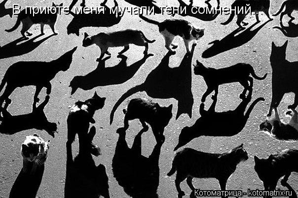 В приюте меня мучали тени сомнений...... Котоматрица: В приюте меня мучали тени сомнений...