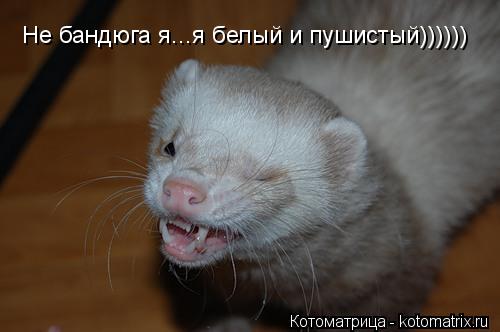 Не бандюга я...я белый и пушистый))))))... Котоматрица: Не бандюга я...я белый и пушистый))))))