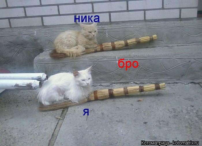 бро ника я... Котоматрица: бро ника я