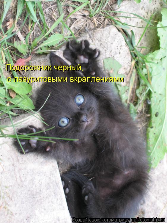 Подорожник черный, с лазуритовыми вкраплениями... Котоматрица: Подорожник черный, с лазуритовыми вкраплениями