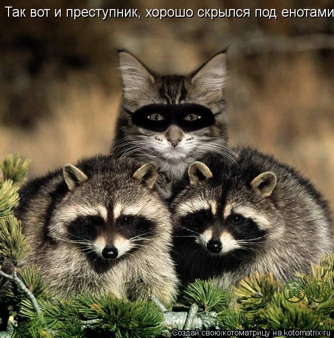 Так вот и преступник, хорошо скрылся под енотами... Котоматрица: Так вот и преступник, хорошо скрылся под енотами