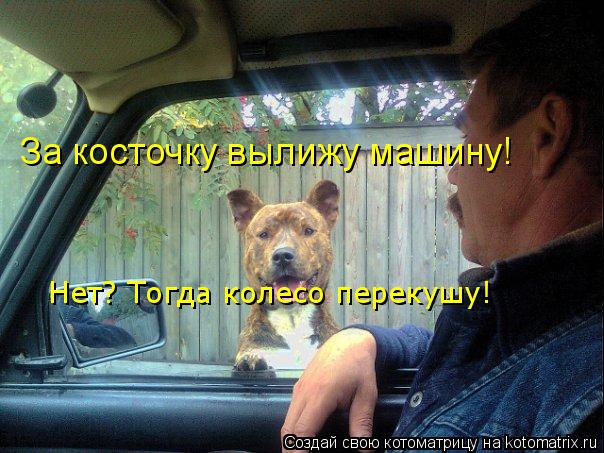 За косточку вылижу машину! Нет? Тогда колесо перекушу!... Котоматрица: За косточку вылижу машину! Нет? Тогда колесо перекушу!