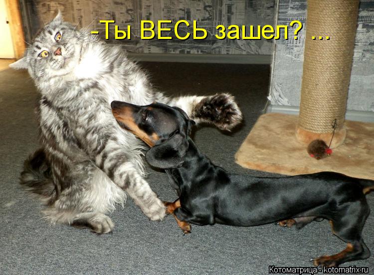 -Ты ВЕСЬ зашел? ...... Котоматрица: -Ты ВЕСЬ зашел? ...