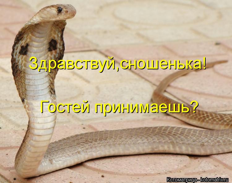 Здравствуй,сношенька! Гостей принимаешь?... Котоматрица: Здравствуй,сношенька! Гостей принимаешь?