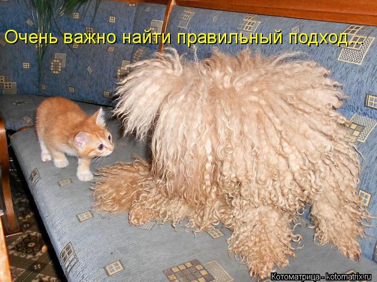 Очень важно найти правильный подход...... Котоматрица: Очень важно найти правильный подход...