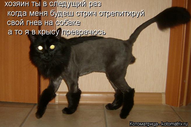 хозяин ты в следущий когда меня будеш стрич отрепитируй раз свой гнев на собаке а то я в крысу пре... Котоматрица: хозяин ты в следущий когда меня будеш стрич отрепитируй раз свой гнев на собаке а то я в крысу преврачюсь