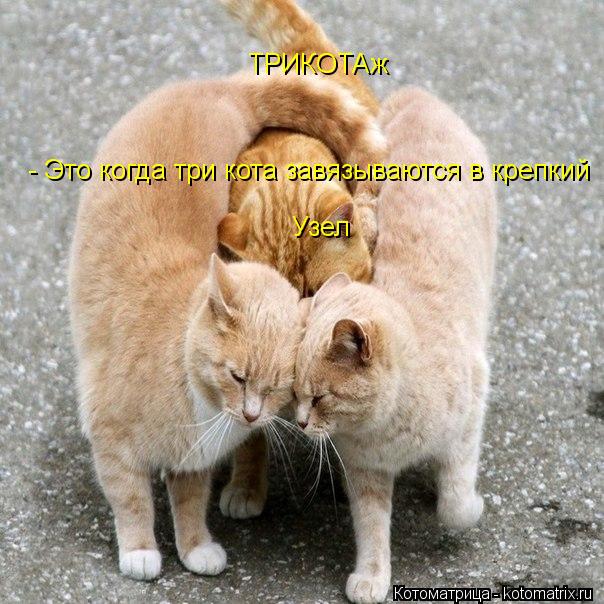 ТРИКОТАж - Это когда три кота завязываются в крепкий Узел... Котоматрица: ТРИКОТАж - Это когда три кота завязываются в крепкий Узел