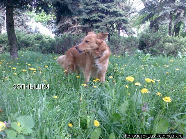 солнышки солнышки... Котоматрица: солнышки солнышки