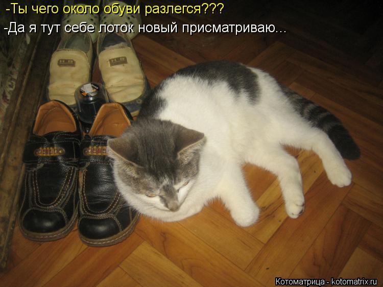 -Ты чего около обуви разлегся??? -Да я тут себе лоток новый присматриваю...... Котоматрица: -Ты чего около обуви разлегся??? -Да я тут себе лоток новый присматриваю...