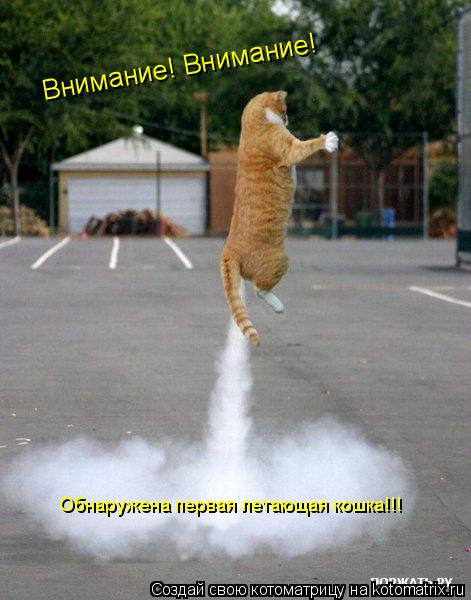 Внимание! Внимание! Обнаружена первая летающая кошка!!!... Котоматрица: Внимание! Внимание! Обнаружена первая летающая кошка!!!