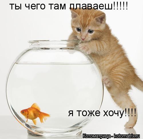 ты чего там плаваеш!!!!! я тоже хочу!!!!... Котоматрица: ты чего там плаваеш!!!!! я тоже хочу!!!!
