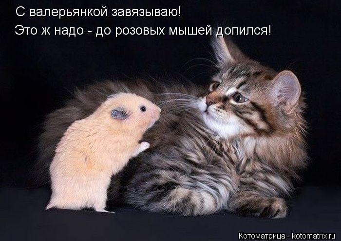 С валерьянкой завязываю! Это ж надо - до розовых мышей допился!... Котоматрица: С валерьянкой завязываю! Это ж надо - до розовых мышей допился!