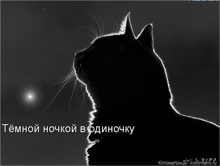 Тёмной ночкой в одиночку... Котоматрица: Тёмной ночкой в одиночку