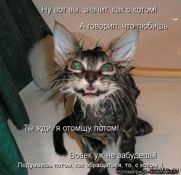 Ну вот вы, значит, как с котом! А говорил, что любишь. Ты жди, я отомщу потом! Вовек уж не забудешь! ... Котоматрица: Ну вот вы, значит, как с котом! А говорил, что любишь. Ты жди, я отомщу потом! Вовек уж не забудешь! Подумаешь потом, как обращаться, то, с котом..