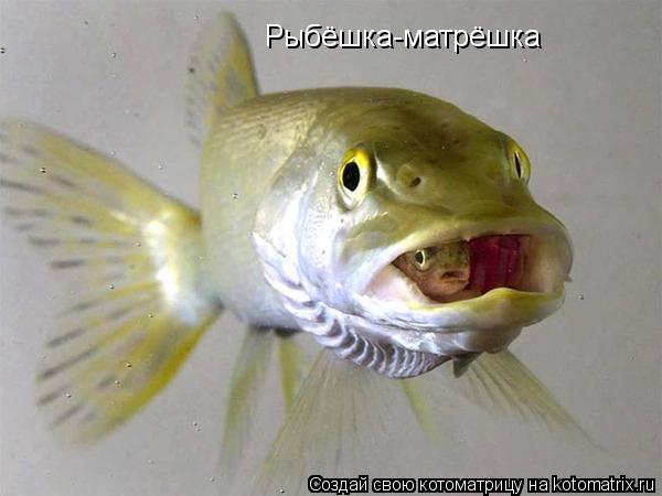 Рыбёшка-матрёшка... Котоматрица: Рыбёшка-матрёшка