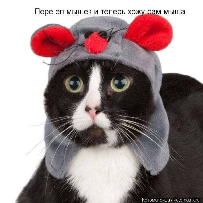 Пере ел мышек и теперь хожу сам мыша... Котоматрица: Пере ел мышек и теперь хожу сам мыша