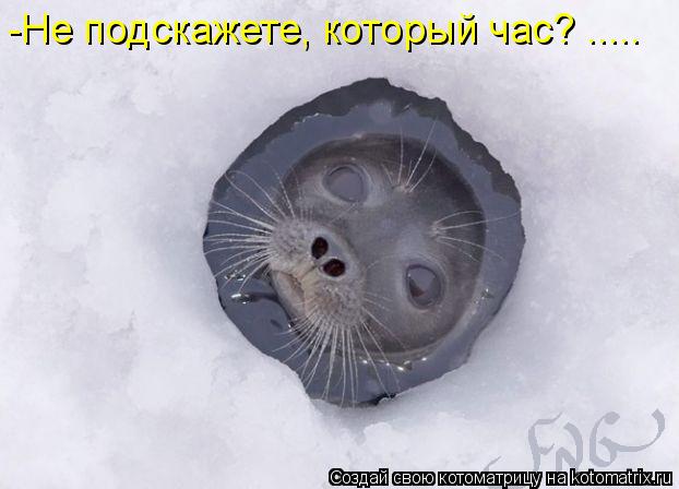 -Не подскажете, который час? ........ Котоматрица: -Не подскажете, который час? .....