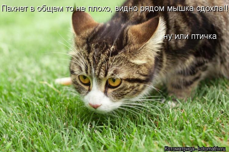 Пахнет в общем то не плохо, видно рядом мышка сдохла!!! ну или птичка... Котоматрица: Пахнет в общем то не плохо, видно рядом мышка сдохла!!! ну или птичка