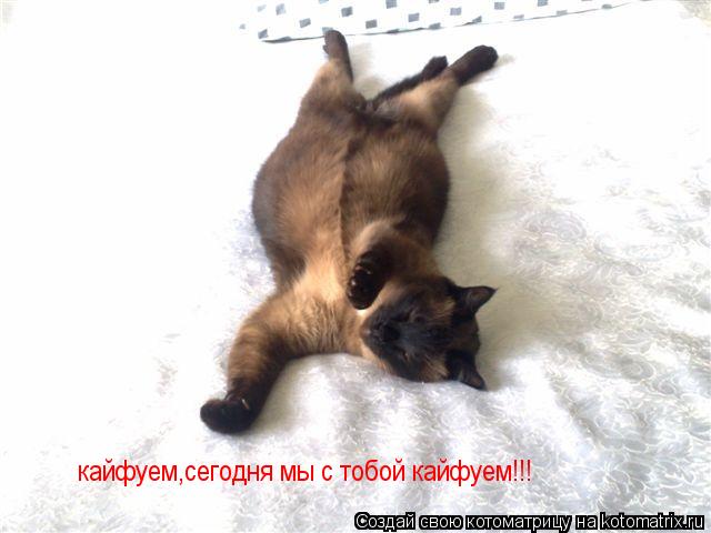 кайфуем,сегодня мы с тобой кайфуем!!!... Котоматрица: кайфуем,сегодня мы с тобой кайфуем!!!