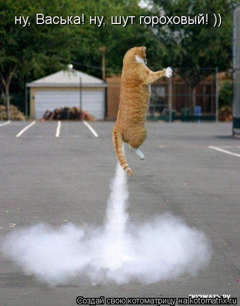 ну, Васька! ну, шут гороховый! ))... Котоматрица: ну, Васька! ну, шут гороховый! ))