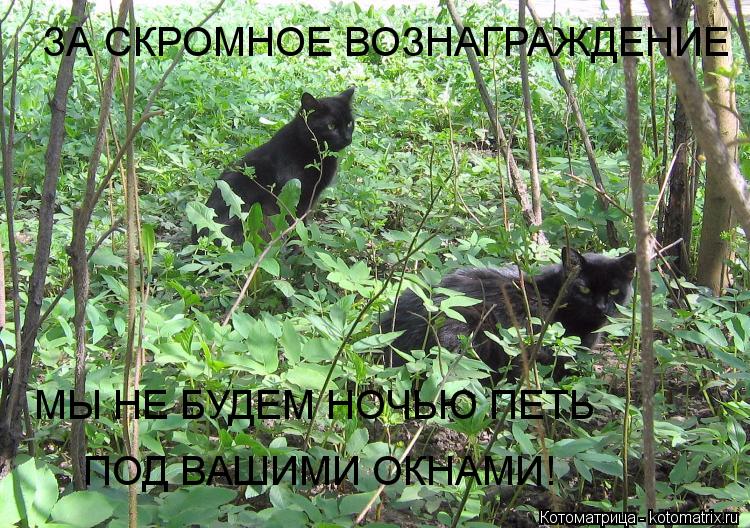 ЗА СКРОМНОЕ ВОЗНАГРАЖДЕНИЕ МЫ НЕ БУДЕМ НОЧЬЮ ПЕТЬ ПОД ВАШИМИ ОКНАМИ!... Котоматрица: ЗА СКРОМНОЕ ВОЗНАГРАЖДЕНИЕ МЫ НЕ БУДЕМ НОЧЬЮ ПЕТЬ ПОД ВАШИМИ ОКНАМИ!