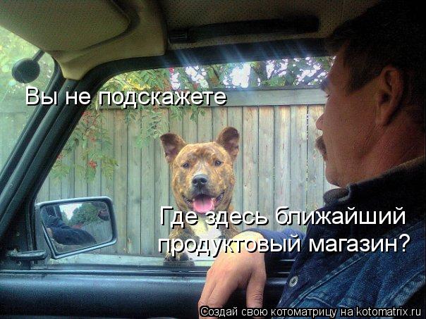 Вы не подскажете Где здесь ближайший продуктовый магазин?... Котоматрица: Вы не подскажете Где здесь ближайший продуктовый магазин?
