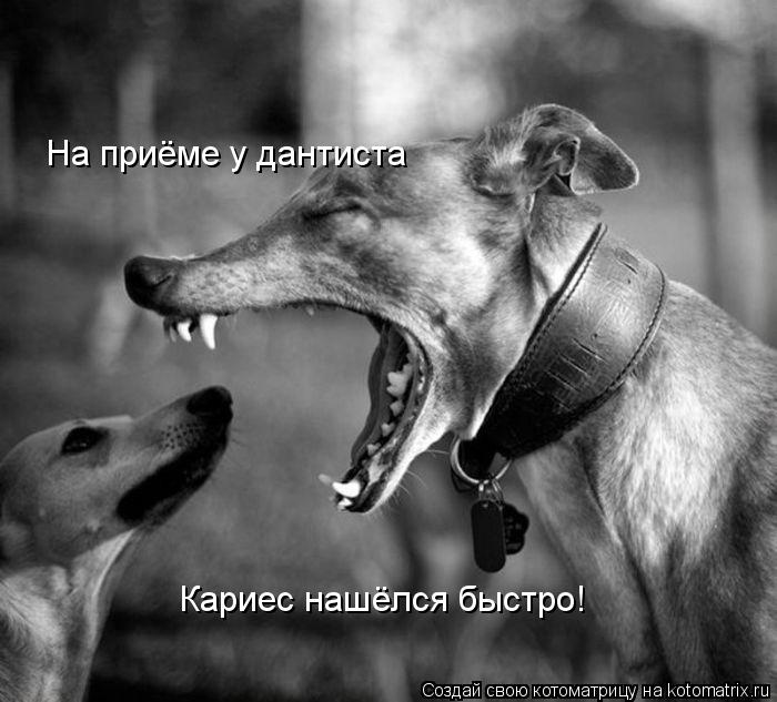 На приёме у дантиста Кариес нашёлся быстро!... Котоматрица: На приёме у дантиста Кариес нашёлся быстро!