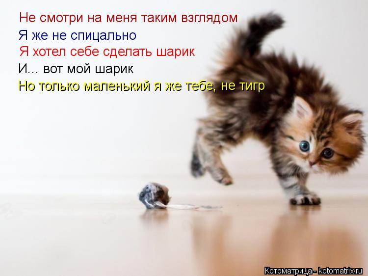 Не смотри на меня таким взглядом Я же не спицально Я хотел себе сделать шарик И... вот мой шарик Но т... Котоматрица: Не смотри на меня таким взглядом Я же не спицально Я хотел себе сделать шарик И... вот мой шарик Но только маленький я же тебе, не тигр