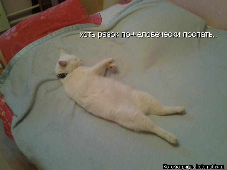 хоть разок по-человечески поспать..... Котоматрица: хоть разок по-человечески поспать..