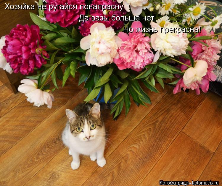 Хозяйка не ругайся понапрасну Да вазы больше нет Но жизнь прекрасна!... Котоматрица: Хозяйка не ругайся понапрасну Да вазы больше нет Но жизнь прекрасна!