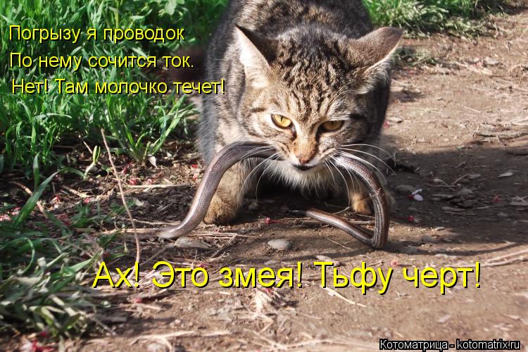 Погрызу я проводок По нему сочится ток. Нет! Там молочко течет! Ах! Это змея! Тьфу черт!... Котоматрица: Погрызу я проводок По нему сочится ток. Нет! Там молочко течет! Ах! Это змея! Тьфу черт!
