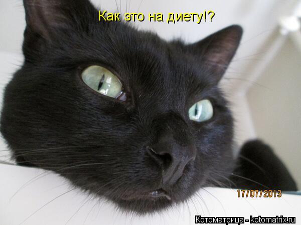 Как это на диету!?... Котоматрица: Как это на диету!?
