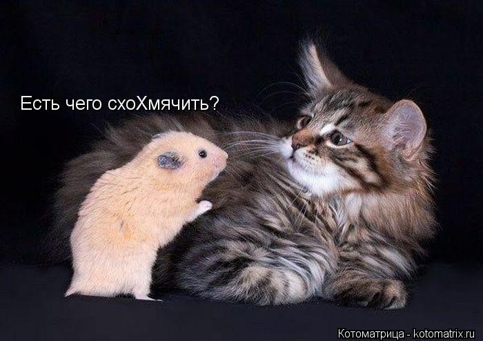 Есть чего схоХмячить?... Котоматрица: Есть чего схоХмячить?