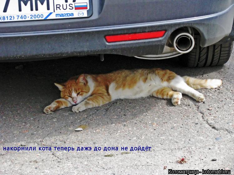 накормили кота теперь дажэ до дома не дойдёт... Котоматрица: накормили кота теперь дажэ до дома не дойдёт