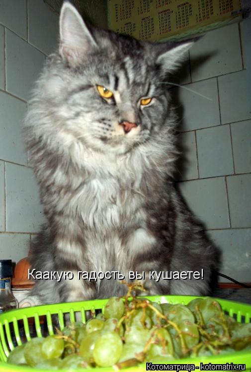 Каакую гадость вы кушаете!... Котоматрица: Каакую гадость вы кушаете!