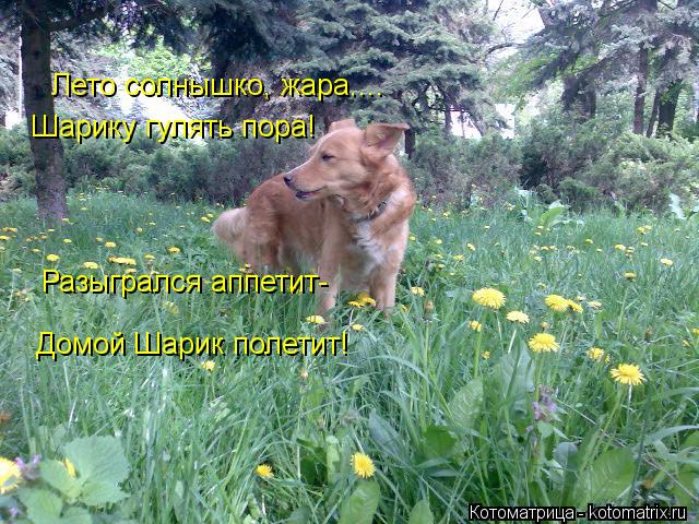 Лето солнышко, жара.... Шарику гулять пора! Разыгрался аппетит- Домой Шарик полетит!... Котоматрица: Лето солнышко, жара.... Шарику гулять пора! Разыгрался аппетит- Домой Шарик полетит!
