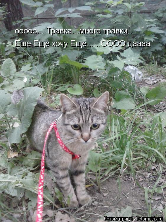 ооооо... Травка...много травки... ооооо... Травка...много травки... Еще Еще хочу Еще......ОООО даааа... Котоматрица: ооооо... Травка...много травки... ооооо... Травка...много травки... Еще Еще хочу Еще......ОООО даааа