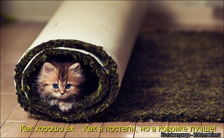 Как хорошо ах... Как в постели, но в коврике лучше!... Котоматрица: Как хорошо ах... Как в постели, но в коврике лучше!