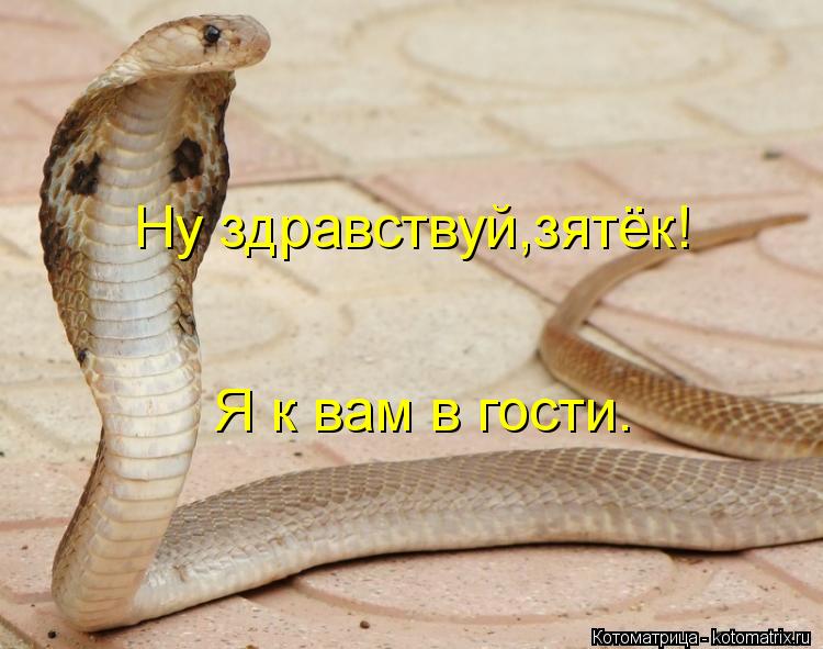 Ну здравствуй,зятёк! Я к вам в гости.... Котоматрица: Ну здравствуй,зятёк! Я к вам в гости.