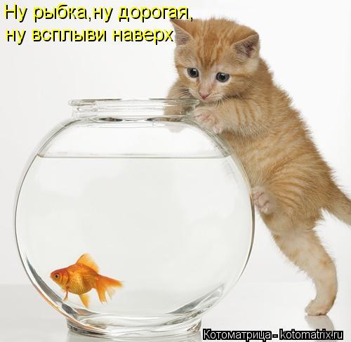 Ну рыбка,ну дорогая, ну всплыви наверх... Котоматрица: Ну рыбка,ну дорогая, ну всплыви наверх