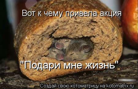 Вот к чему привела акция "Подари мне жизнь"... Котоматрица: Вот к чему привела акция "Подари мне жизнь"