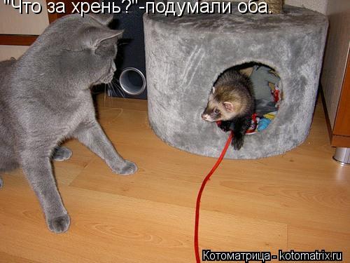 "Что за хрень?"-подумали оба.... Котоматрица: "Что за хрень?"-подумали оба.