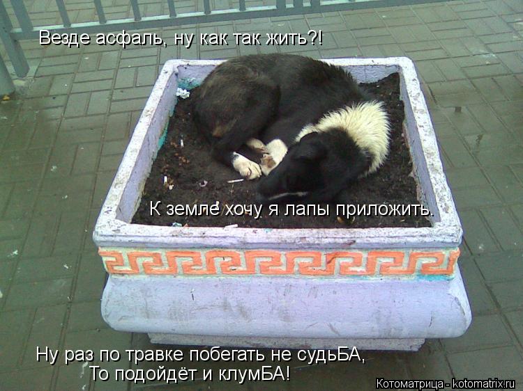 К земле хочу я лапы приложить. Везде асфаль, ну как так жить?! Ну раз по травке побегать не судьБА, Н... Котоматрица: К земле хочу я лапы приложить. Везде асфаль, ну как так жить?! Ну раз по травке побегать не судьБА, Ну раз по травке побегать не судьБА, То подо